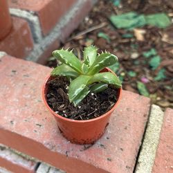 Tigers Jaw Succulent 