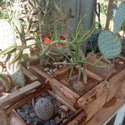 HANDMADE HOMEMADE WOODEN POTS WITH PLANTS 