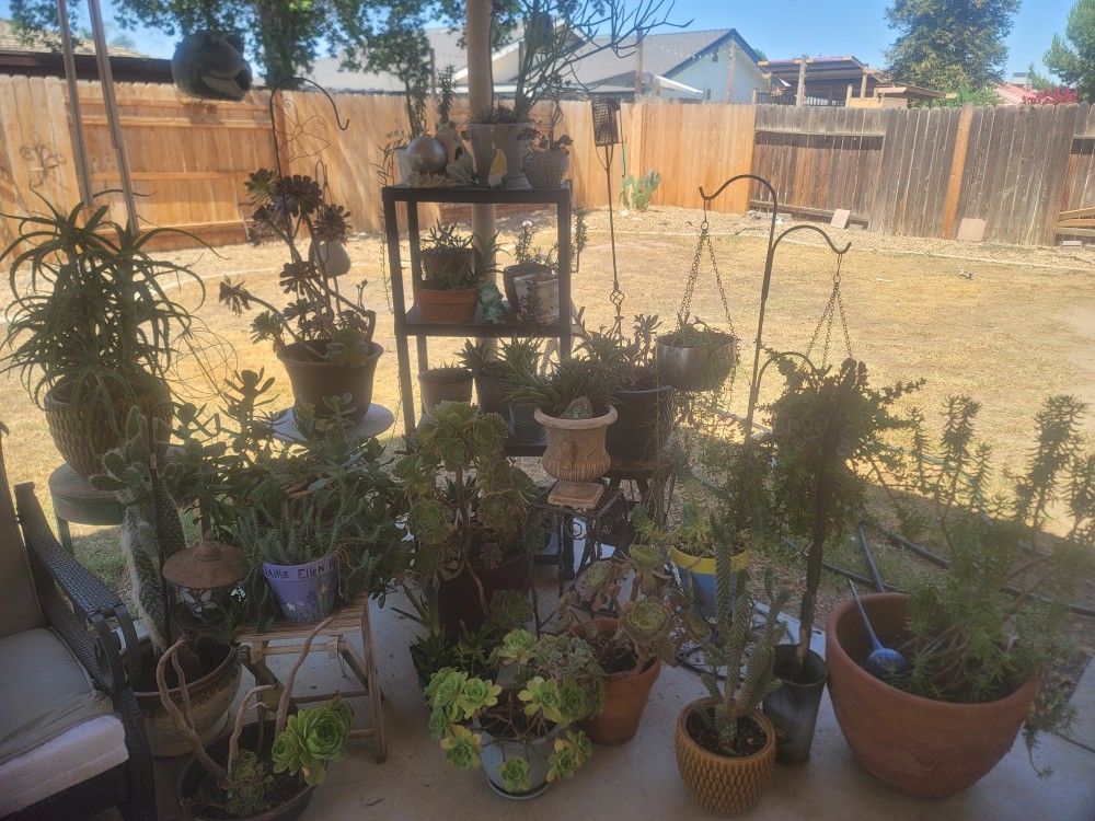 Succulents For Sale