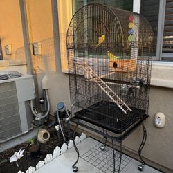 Periquitos con jaula. Bird cage birds included. 