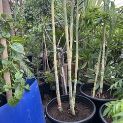 Sugar Cane Plant For Sale