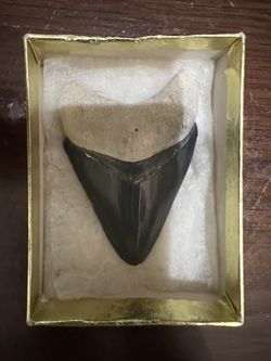 Megladon Shark Tooth Fossil