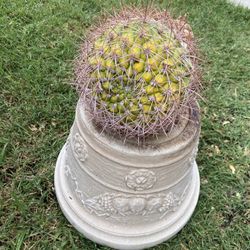 Free Gymnocalycium saglionis, also known as the Giant Chin Cactus.  
