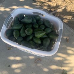 Avocados