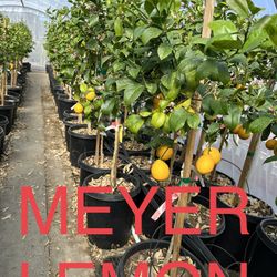 Meyer Lemon Citrus