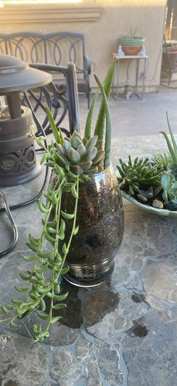 Succulent arrangement
