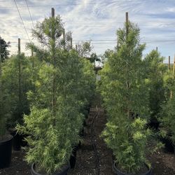 Fern Pine Privacy Hedge