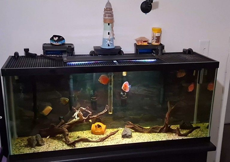 Fish Tank