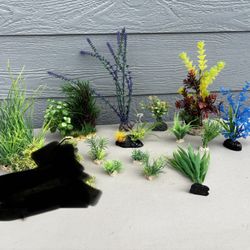 Aquarium Plants