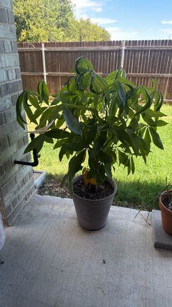 Money plant with pot