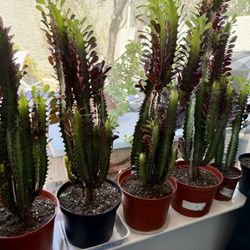 ♥️Euphorbia Royal Red Lucky PLANT❤️20” Height❤️PLS READ DESCRIPTION