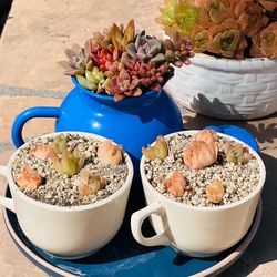 1 set of tea pot rare succulent