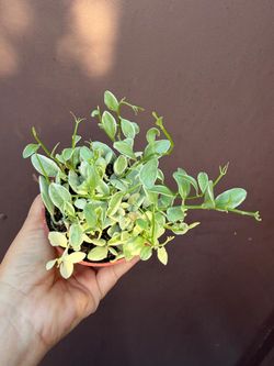 4” variegated dischidia cascade