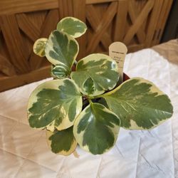 Peperomia Obtusifolia Variegata