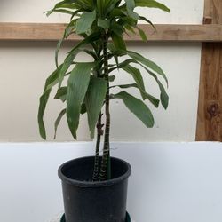 Dracaena Plant (長青樹）