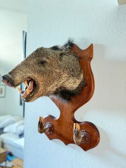 Vintage Javelina Taxidermy Shoulder Mount w/ Hooves