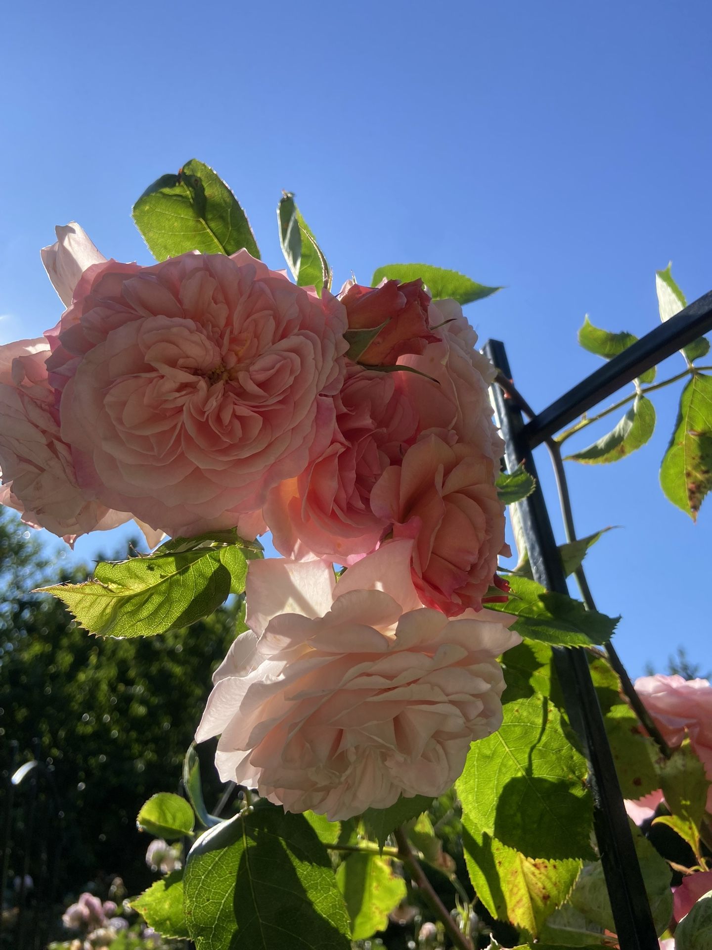 English Rose