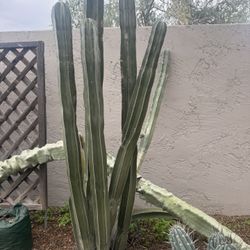 Large Mexican Fence Post Cactus – In-Ground – Buyer Digs