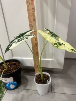 Rare Variegated Alocasia Frydek
