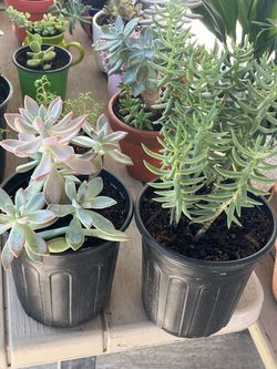 Two Succulents Plants $ 11
