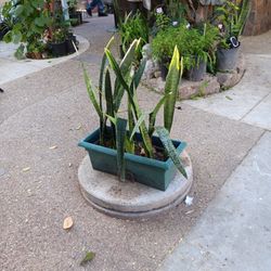 Snake Plant 