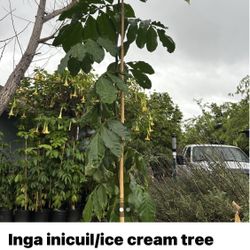 Inga Inicuil /ice Cream Bean