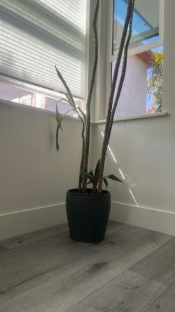 Beautiful African Palm Tree - Live with Modern Planter 🌴 Still growing