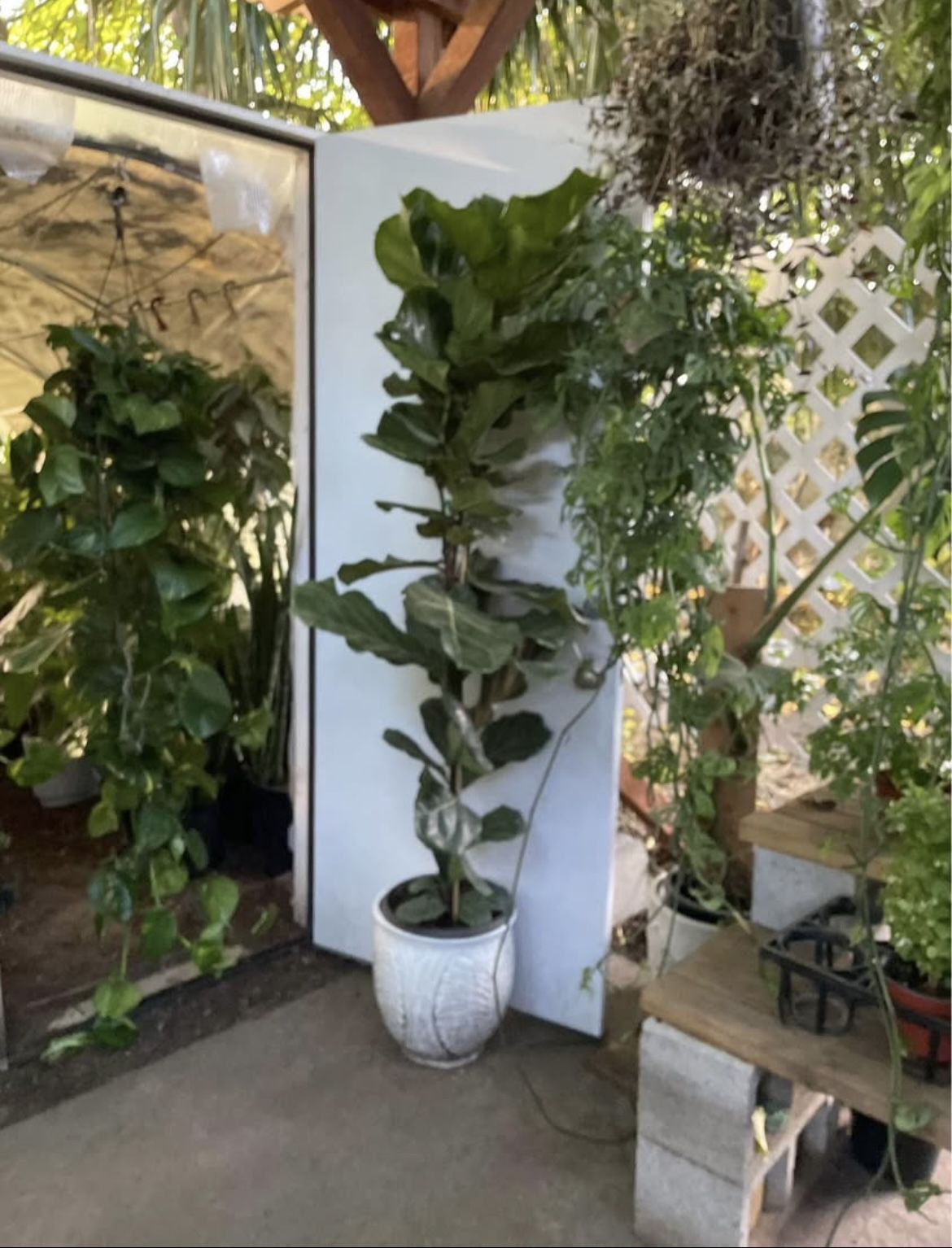 See description~6ft super healthy fiddle leaf, ceramic pot not included; 95820 (exact plant)