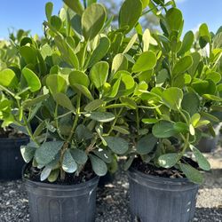 Clusia 7 Gallon Plants