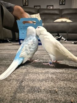 Parakeet Cage