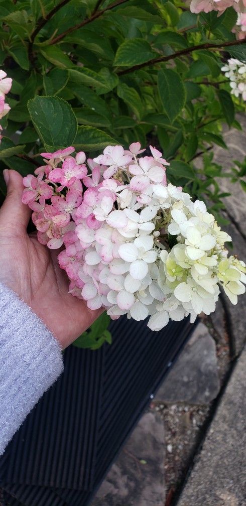 Strawberry Hydrangeas Plants .