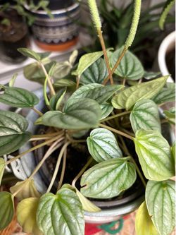 Peperomia plants by