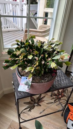 Free Christmas Cactus Plant