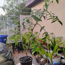 Tomato 
