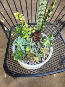 Assorted plants