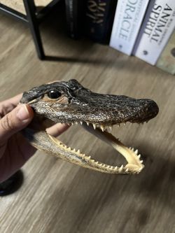 Baby Alligator Head