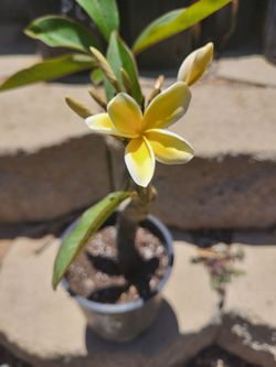 Plumeria Plant One Gallon Multi tip