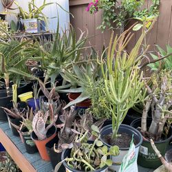 Plants And Pots