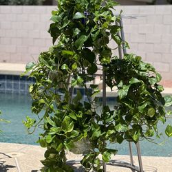 Plants 