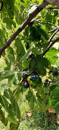 Organic Purple Figs For Sale