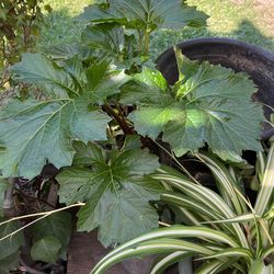 Broadleaf Plant In A Pot Decorative 