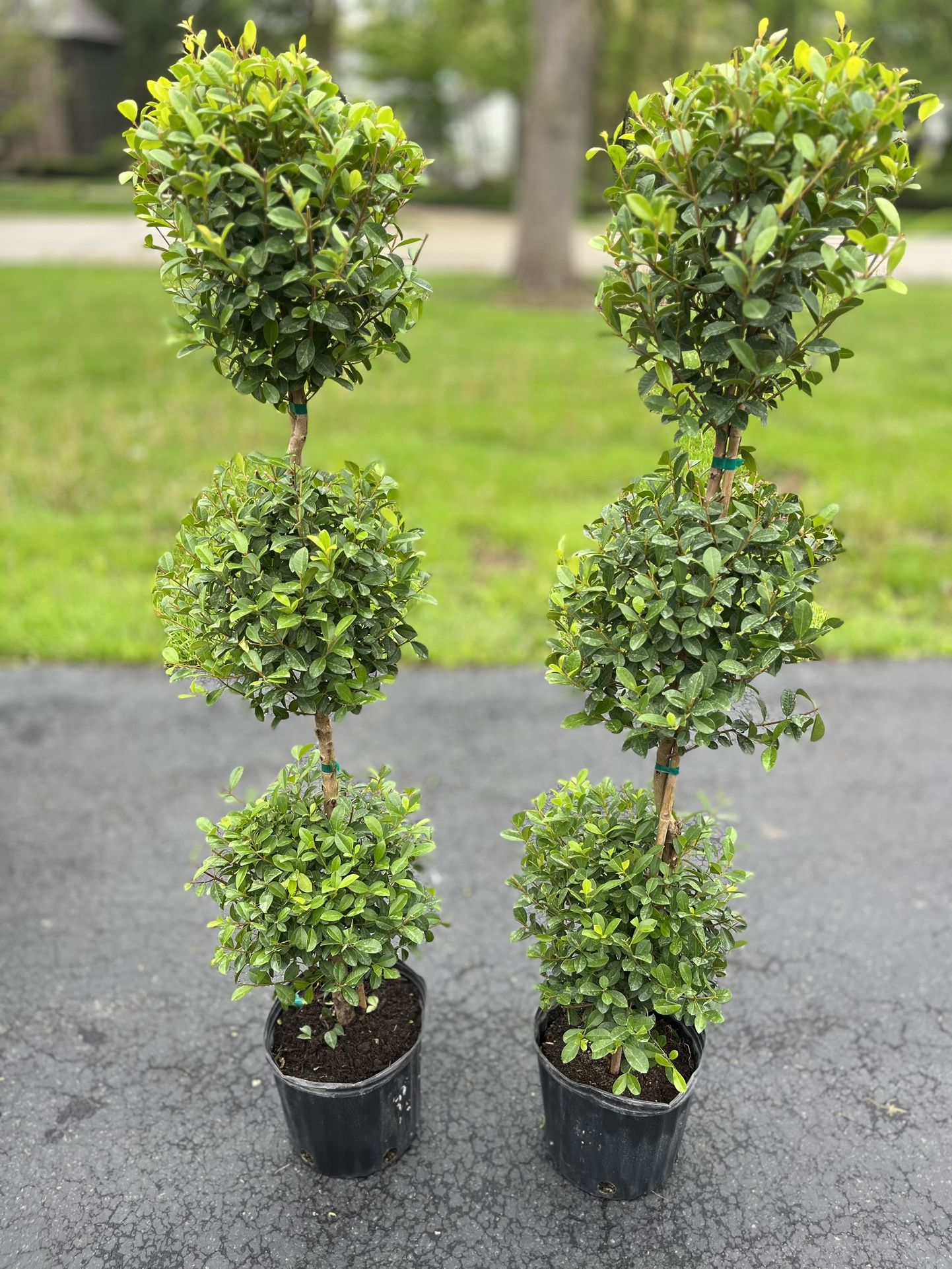 Set Of Two Real Topiary Trees 