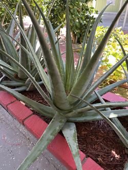 Aloe Vera plant 