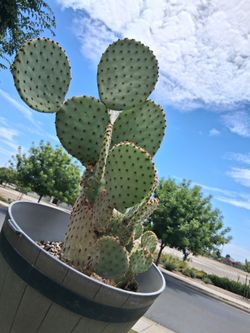Prickly Pear Cactus "Opuntia " Plant $35