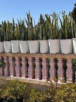 Snake Plants On pot