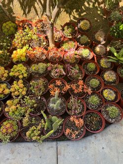 Succulent plants