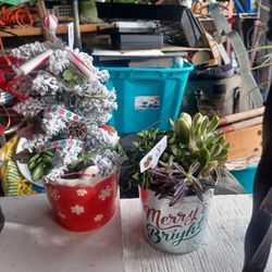 Christmas Plants Sale