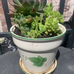 Ceramic Pot And Plants.,