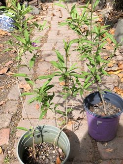 Goji berry plant $10