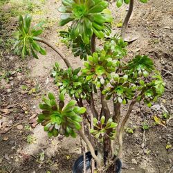 Large Potted Plant
